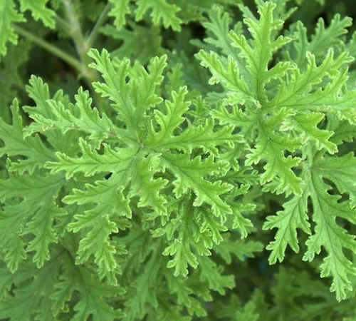 Citronella Essential Oil